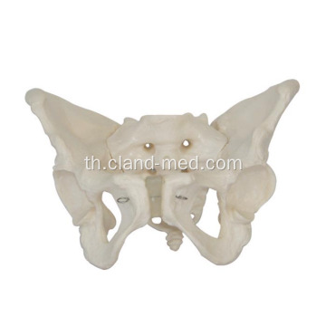 ผู้ใหญ่เพศหญิง Pelvis